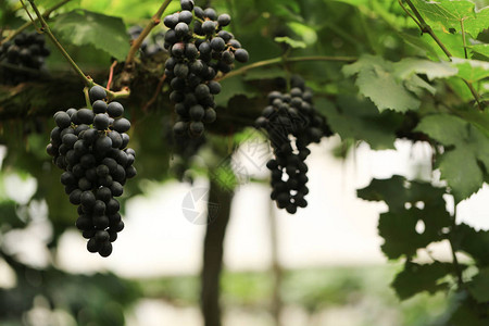 以绿叶红根和新鲜葡萄为食用或酿制葡萄的植物上图片