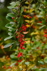 小檗灌木与成熟的红色浆果图片