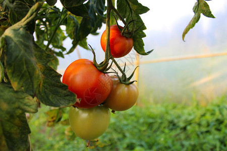 藤蔓上的西红柿图片