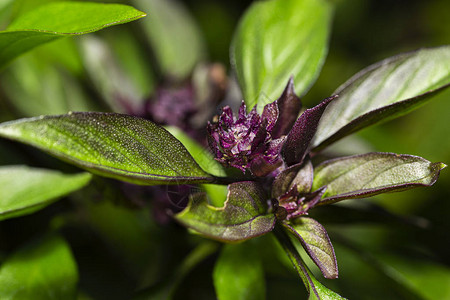 一朵紫色泰国罗勒花的宏观拍摄图片