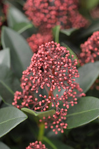 Skimmia风疹红花蕾拉丁名japonicaR图片