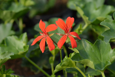 常春藤叶天竺葵拉丁名Pelargoniumpe图片