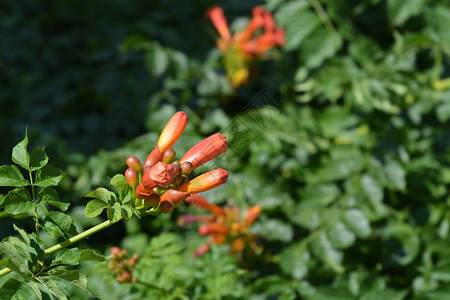 红喇叭藤花蕾拉丁名Campsisra图片