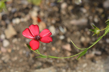 花朵的红花拉丁名Linumgrandi图片