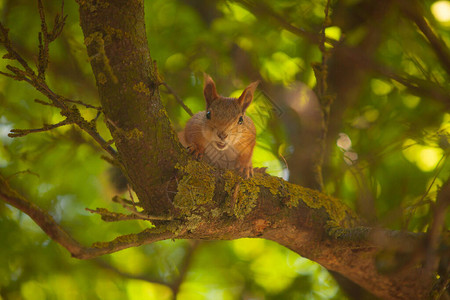 美丽的红美洲松鼠坐在森林里图片