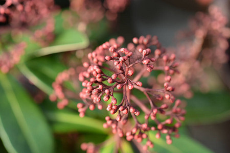 Skimmia风疹花蕾拉丁名japonicaR图片