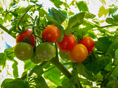 红熟绿色的西红柿各种红罗宾图片