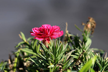 康乃馨或石竹或丁香粉红色单株小草本多年生开放盛开的红花图片