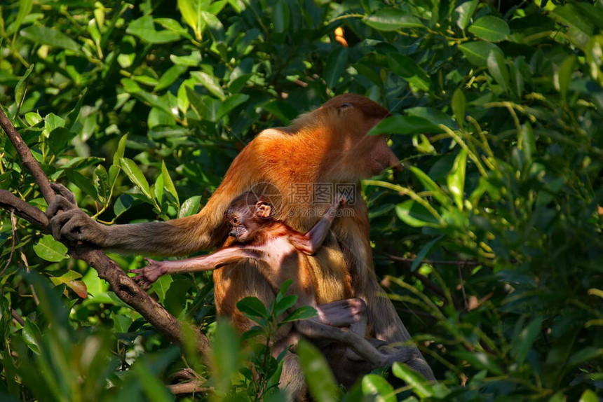 马来西亚长鼻猴或kahau一种灵长类动物图片