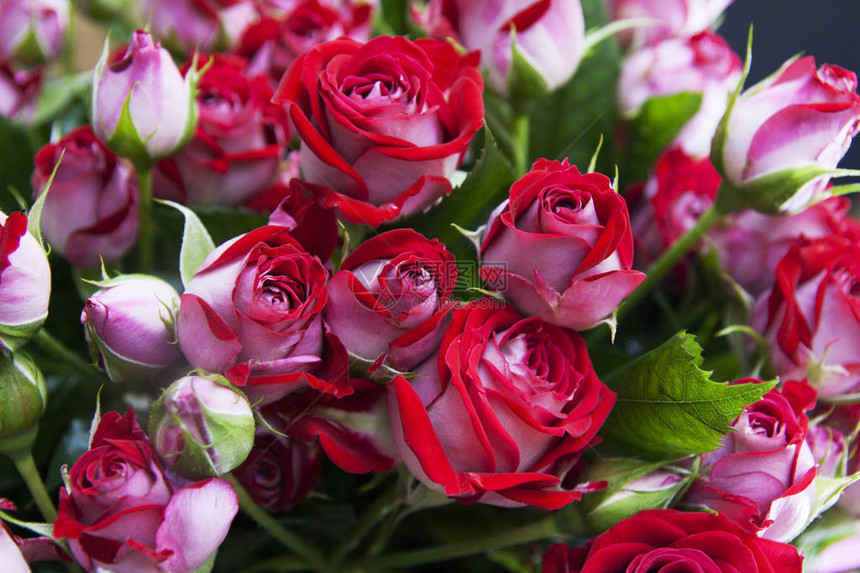 红玫瑰的芽花和盛开图片