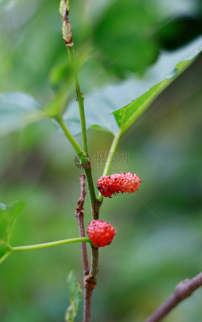 植物上生长的莫鲁斯图片