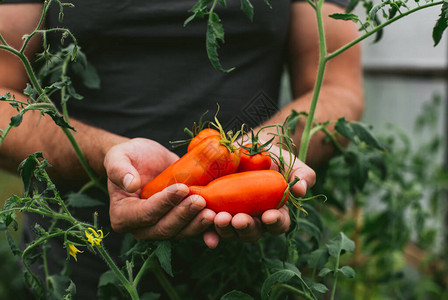 新鲜的番茄作物在农民手中从图片