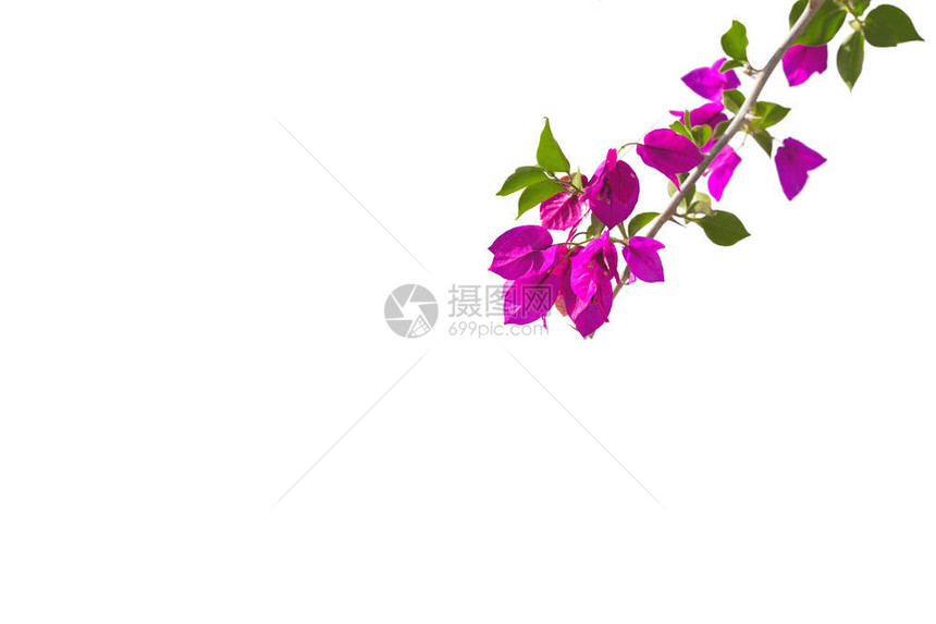 白背景上隔绝的布伦盖维亚花枝图像图片