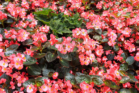 花园里的红海棠花图片