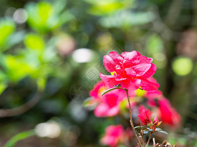 Rhododendron灌木的粉红花朵图片