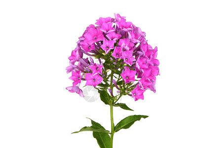 douglasii植物紫花图片
