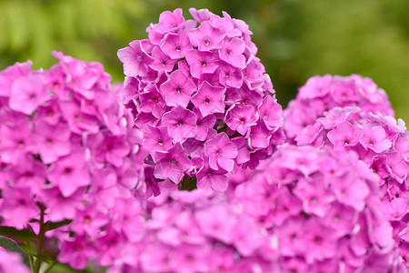 PhloxPhloxdouglasii植物紫花朵图片