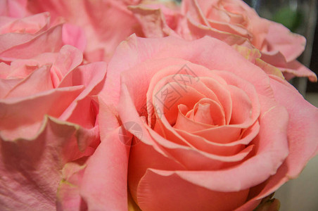 一束美丽的粉红玫背景图片