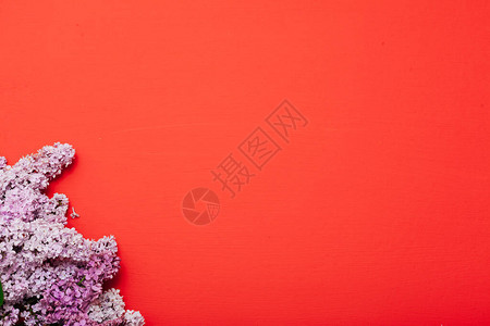 红色背景中春天的丁香花图片