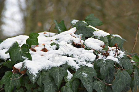 被雪覆盖的美丽冬季景观图片