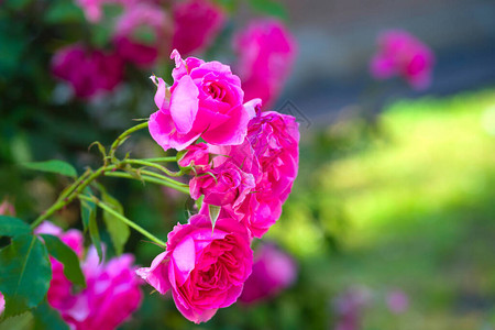 粉红色玫瑰花与背景粉红色玫瑰花朵上图片