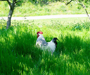 阳光明媚的日子里站在农场里的白鸡画像背景图片