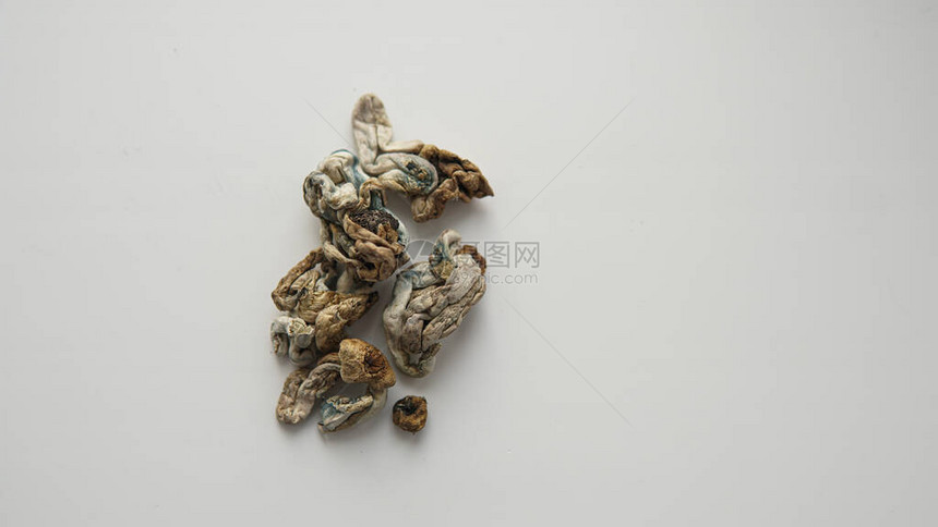 裸盖菇素蘑菇菌株图片