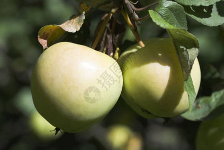 成熟的苹果在树枝上成熟的苹果图片