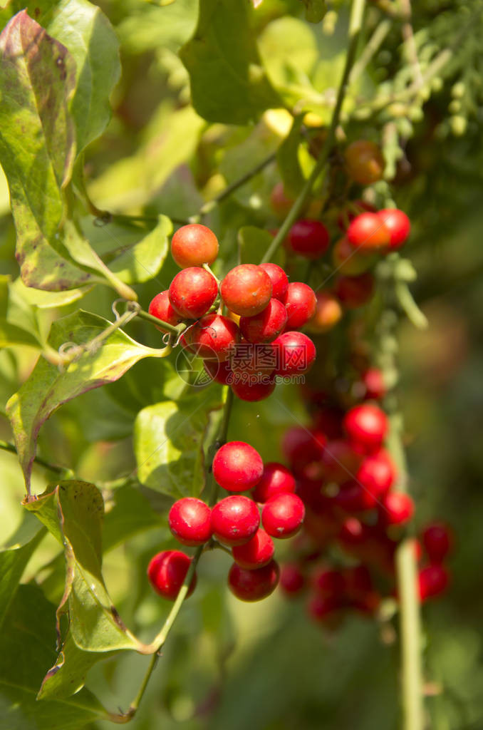 罗尼切拉塔里卡的红莓装饰灌木浆图片