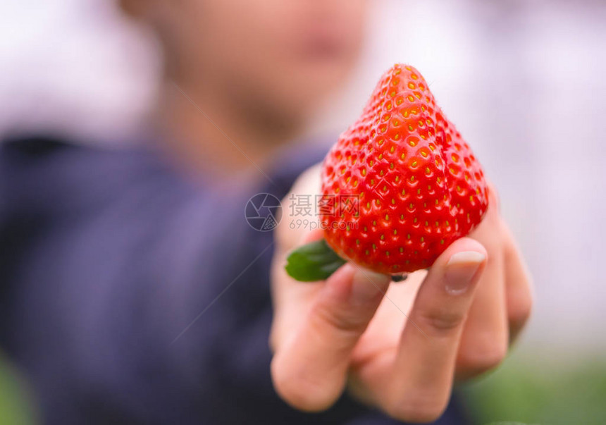 女人手里拿着红色巨型日本草莓图片