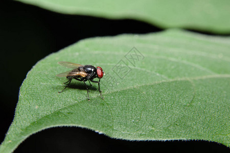 一只苍蝇在叶子上的特写照片背景图片