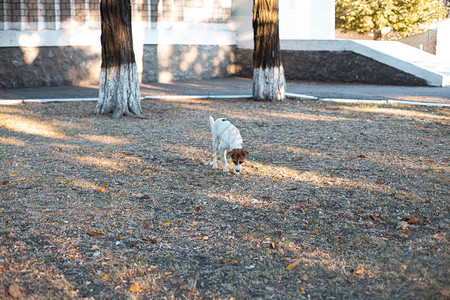 可爱的棕白狗在公园里散步和休息图片