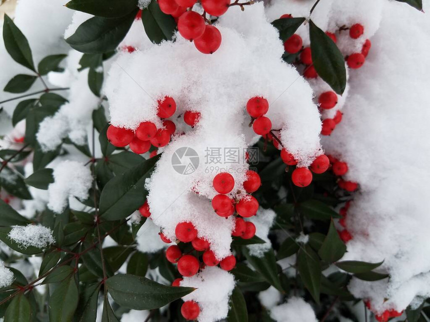 白雪和白冰在冬季有绿叶和图片