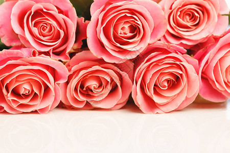 一束粉红玫瑰白色背景图片