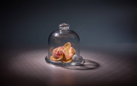 一束光线下的玻璃透明帽下的兰花背景图片