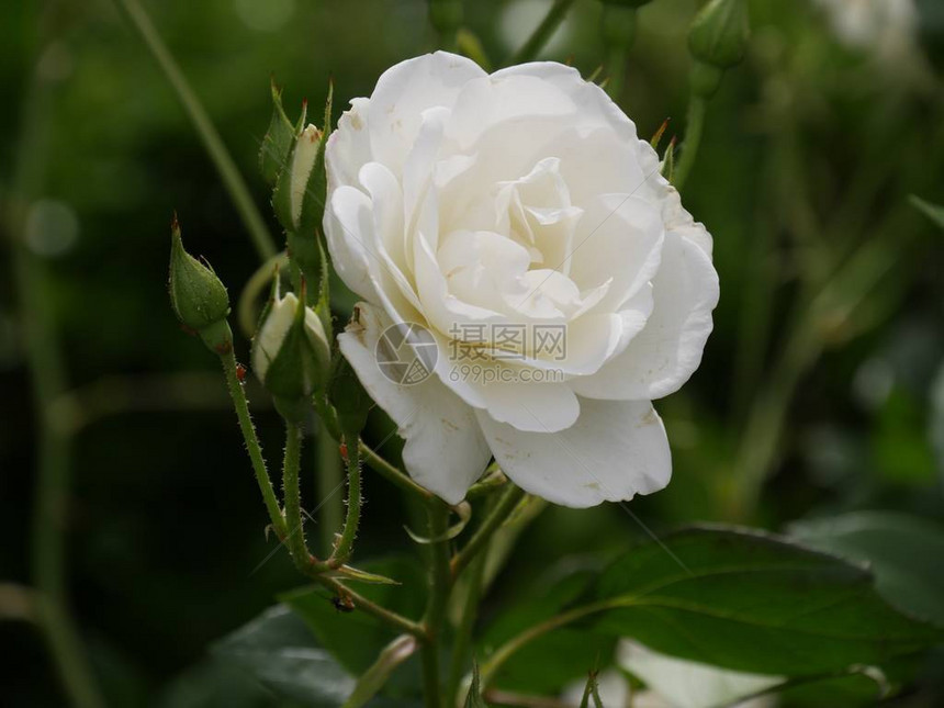 花园里盛开的美丽白玫瑰图片