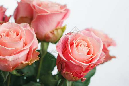 粉红玫瑰花束白色背景图片
