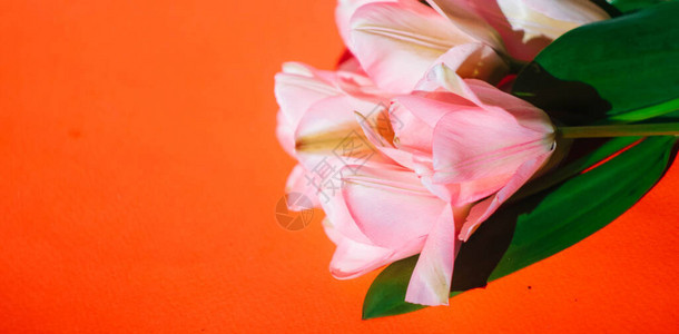 红色背景上的粉红色郁金香花束复制空间春天的花朵壁纸横幅情人节图片