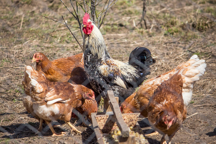 鸡和母鸡在支线上在乡村农场图片