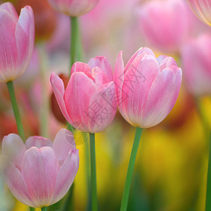 花朵多姿彩的郁金香花朵与鲜花背图片