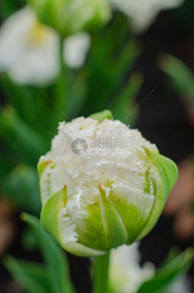 雨后嫩美丽的白色郁金香花蕾图片