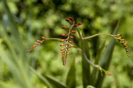 开花的红色crocosmia植物图片