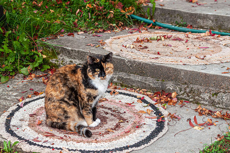 街上圆形柳条垫上的三色猫图片