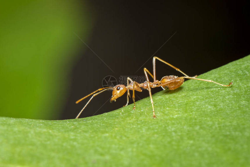 绿叶上红蚂蚁Oecophyllasmaragdi图片