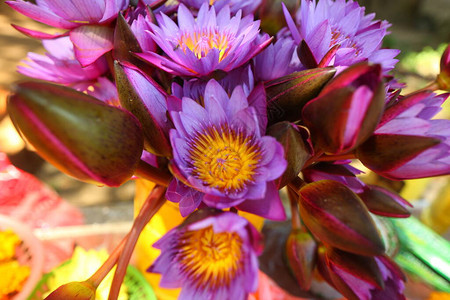 花园热带斯里兰卡的花卉植物图片