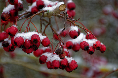 冬天的冷冻浆果图片