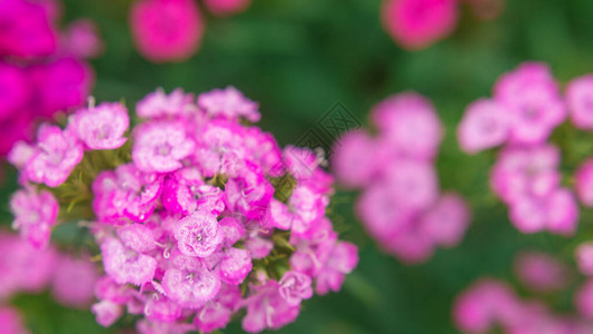 花朵粉红色的花园康乃馨近身美图片