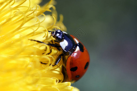 黄色蒲公英微距摄影上孤立的红色瓢虫图片