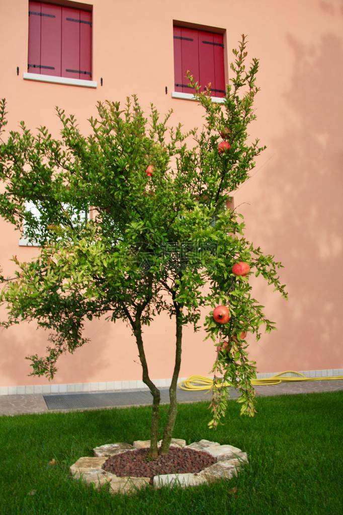 石榴树生长在绿草和桃色面纱上窗户图片