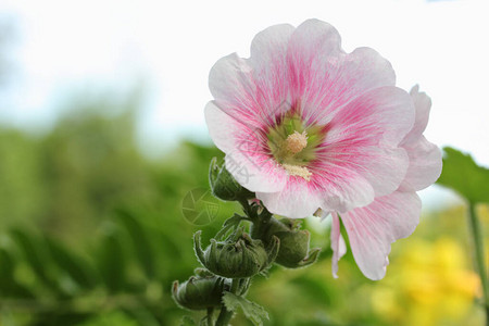 花园里的粉红色蜀葵花图片